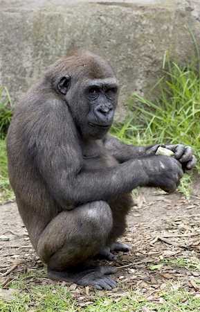 simsearch:400-04832119,k - Chimpanzee at Taronga Zoo in Sydney, Australia Foto de stock - Royalty-Free Super Valor e Assinatura, Número: 400-04575425