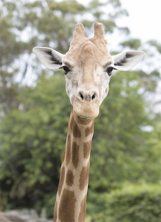 simsearch:400-04832119,k - Giraffe at Taronga Zoo in Sydney, Australia Foto de stock - Royalty-Free Super Valor e Assinatura, Número: 400-04575428