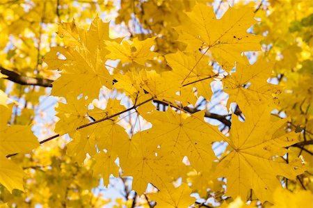 simsearch:400-04031749,k - autumnal gold maple leaves background Stockbilder - Microstock & Abonnement, Bildnummer: 400-04575489