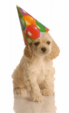 simsearch:400-07571868,k - american cocker spaniel puppy wearing cute birthday hat Fotografie stock - Microstock e Abbonamento, Codice: 400-04575788