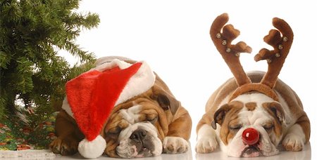 rudolf - bulldog santa and bulldog rudolph under christmas tree Fotografie stock - Microstock e Abbonamento, Codice: 400-04575826