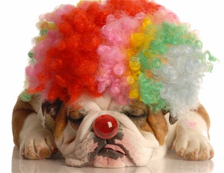 fat dog - english bulldog with colorful clown wig and red nose isolated on white background Stock Photo - Budget Royalty-Free & Subscription, Code: 400-04575837