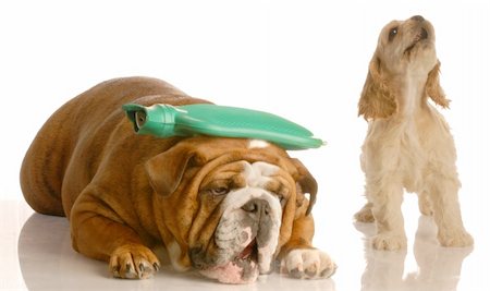 english bulldog with hot water bottle on head with cocker spaniel standing beside her howling - concept of argument or headache Stock Photo - Budget Royalty-Free & Subscription, Code: 400-04575844