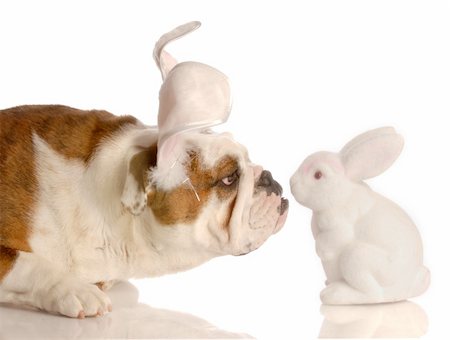 simsearch:400-04576043,k - curious bulldog with easter bunny ears getting close to easter bunny Stock Photo - Budget Royalty-Free & Subscription, Code: 400-04575865