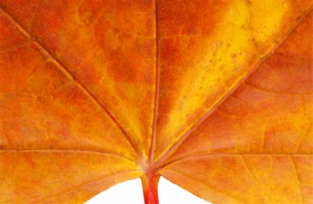 simsearch:400-04743104,k - beautiful red maple leaf background with close up details Stockbilder - Microstock & Abonnement, Bildnummer: 400-04575863