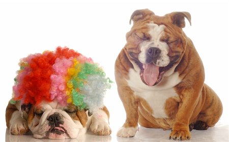 fat dog - english bulldog laughing at another bulldog wearing silly clown wig Stock Photo - Budget Royalty-Free & Subscription, Code: 400-04575899