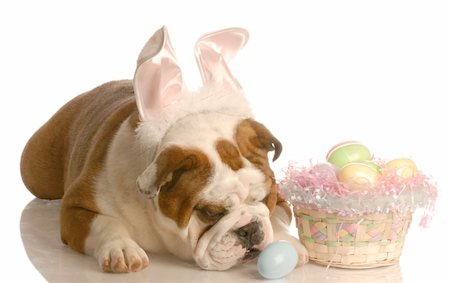 eggs with face - english bulldog dressed as easter bunny with basket full of eggs Stock Photo - Budget Royalty-Free & Subscription, Code: 400-04575900