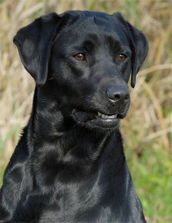 head shot of black labrador retriever working out in the field Stock Photo - Budget Royalty-Free & Subscription, Code: 400-04575901