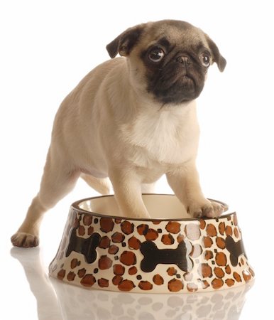 dog pug - pug puppy in empty food dish isolated on a white background Stock Photo - Budget Royalty-Free & Subscription, Code: 400-04575902