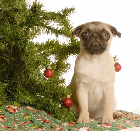 simsearch:400-04085890,k - cute fawn pug puppy under christmas tree Foto de stock - Royalty-Free Super Valor e Assinatura, Número: 400-04575903