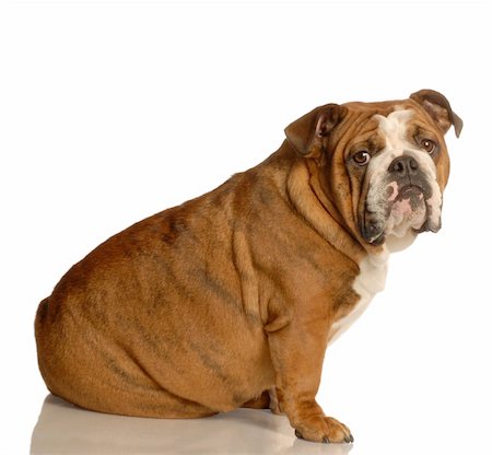 simsearch:400-04576043,k - red brindle english bulldog sitting isolated on white background Stock Photo - Budget Royalty-Free & Subscription, Code: 400-04575934