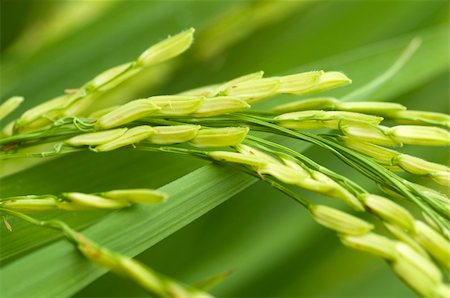 staple crop - Close up of green paddy rice Stock Photo - Budget Royalty-Free & Subscription, Code: 400-04575937