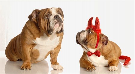 simsearch:400-04576043,k - bulldog praying for a little help from above with a devilish problem Stock Photo - Budget Royalty-Free & Subscription, Code: 400-04575933