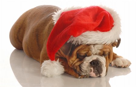 simsearch:400-04085890,k - tired english bulldog laying down wearing santa hat Foto de stock - Royalty-Free Super Valor e Assinatura, Número: 400-04576000