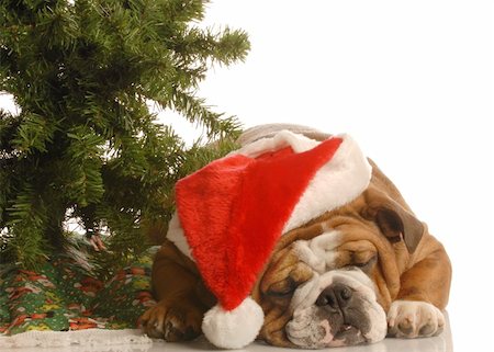 simsearch:400-05742476,k - english bulldog wearing santa hat sleeping under christmas tree Photographie de stock - Aubaine LD & Abonnement, Code: 400-04576001