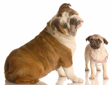 pug, not people - english bulldog with cute expression beside  pug puppy that is wearing collar that is too big Stock Photo - Budget Royalty-Free & Subscription, Code: 400-04576042