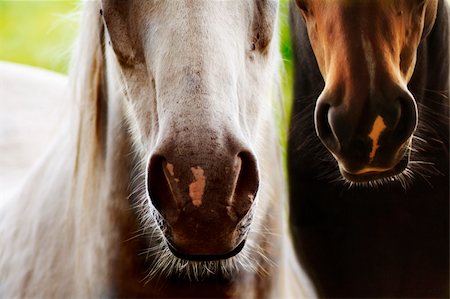 Two horses nostrils closeup,outdoor,spiky hairs Fotografie stock - Microstock e Abbonamento, Codice: 400-04576272