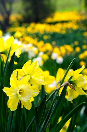 daffodil and landscape - Field of blooming daffodils in spring park Stock Photo - Budget Royalty-Free & Subscription, Code: 400-04576388