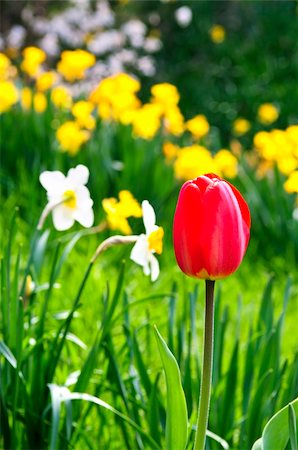 daffodil and landscape - Field of blooming flowers in spring park Stock Photo - Budget Royalty-Free & Subscription, Code: 400-04576389