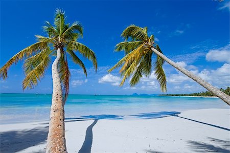 dpix (artist) - two coconut palms on white paradise beach with turquoise water (caribe) Photographie de stock - Aubaine LD & Abonnement, Code: 400-04576479