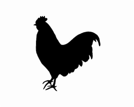 simsearch:400-04578495,k - Black silhouette of a cock on white Foto de stock - Super Valor sin royalties y Suscripción, Código: 400-04576579