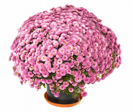 simsearch:400-04576781,k - A pot of beautiful pink autumn chrysanthemums isolated on white background Photographie de stock - Aubaine LD & Abonnement, Code: 400-04576781