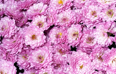 simsearch:400-04475956,k - Beautiful magenta chrysanthemum flower autumn vivid background (with dew) Photographie de stock - Aubaine LD & Abonnement, Code: 400-04576782