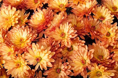simsearch:400-05245245,k - Beautiful orange chrysanthemum flower autumn vivid background Foto de stock - Super Valor sin royalties y Suscripción, Código: 400-04576783