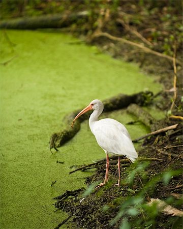 A white Ibis standing on the edge on water covered with Duckweed in a swamp. Stock Photo - Budget Royalty-Free & Subscription, Code: 400-04576826