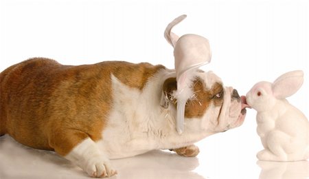 simsearch:400-04875271,k - english bulldog kissing the easter bunny on white background Stock Photo - Budget Royalty-Free & Subscription, Code: 400-04576916