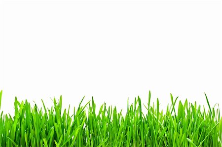 simsearch:400-05316370,k - Fresh green grass on a white isolated background Stock Photo - Budget Royalty-Free & Subscription, Code: 400-04576925