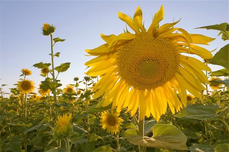 sunflower field rows - sunflower field on blue gradient sky Stock Photo - Budget Royalty-Free & Subscription, Code: 400-04576948