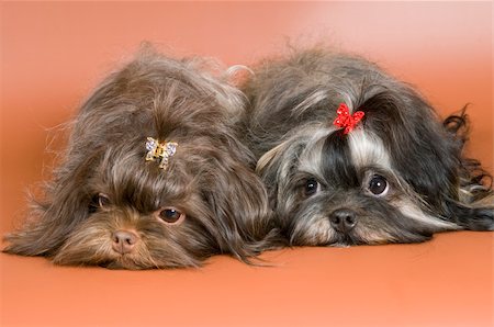 simsearch:400-05095853,k - Two lap-dogs  in studio on a neutral background Foto de stock - Royalty-Free Super Valor e Assinatura, Número: 400-04577006