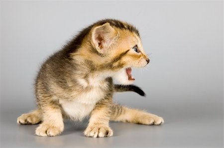 simsearch:400-07050558,k - Kitten of Abyssinian breed in studio Stockbilder - Microstock & Abonnement, Bildnummer: 400-04577003