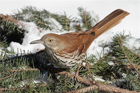 simsearch:400-04553192,k - Brown Thrasher (Toxostoma rufum) in winter on a spruce branch covered with snow Foto de stock - Super Valor sin royalties y Suscripción, Código: 400-04577036