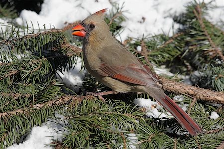 simsearch:400-04553192,k - Female Northern Cardinal (cardinalis cardinalis) on a Spruce branch covered with snow Foto de stock - Super Valor sin royalties y Suscripción, Código: 400-04577037