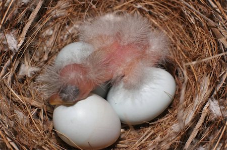 pájaro cantor - House Finch (Carpodacus mexicanus) nest with baby bird hatching Foto de stock - Super Valor sin royalties y Suscripción, Código: 400-04577174