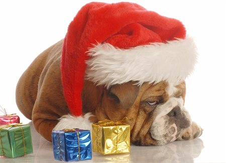 scrooge - english bulldog with christmas presents and scrooge expression Stock Photo - Budget Royalty-Free & Subscription, Code: 400-04577275