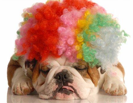simsearch:400-05306211,k - english bulldog with colorful clown with isolated on white background Stock Photo - Budget Royalty-Free & Subscription, Code: 400-04577323