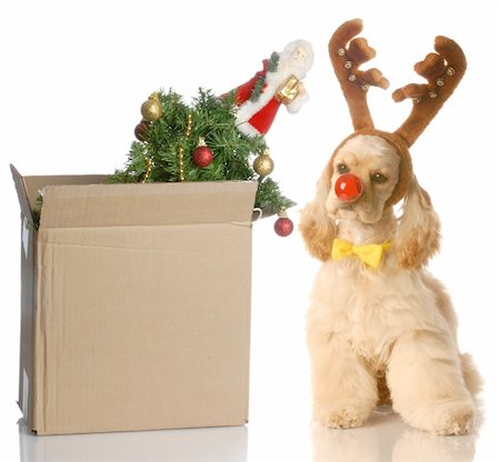 simsearch:400-04085890,k - american cocker spaniel dressed up as rudolph sitting beside christmas tree that is packed up in a box Foto de stock - Royalty-Free Super Valor e Assinatura, Número: 400-04577374