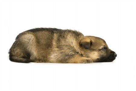 simsearch:400-04353812,k - Germany sheep-dog puppy isolated on white background Stockbilder - Microstock & Abonnement, Bildnummer: 400-04577371