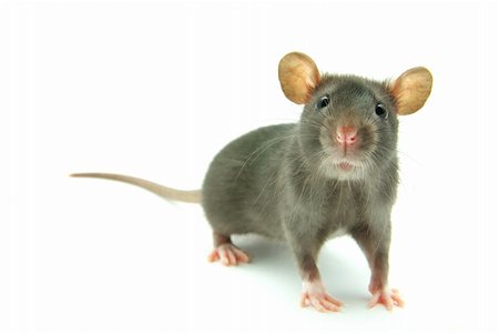 simsearch:400-04719873,k - funny rat  isolated on white background Stock Photo - Budget Royalty-Free & Subscription, Code: 400-04577755