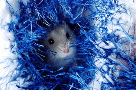 A Cute Dwarf Hamster Fotografie stock - Microstock e Abbonamento, Codice: 400-04577815