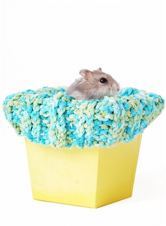 A Cute Dwarf Hamster Fotografie stock - Microstock e Abbonamento, Codice: 400-04577827