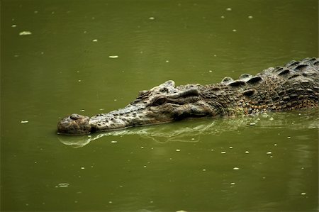 darwin australia - Crocodile preying for victims Stock Photo - Budget Royalty-Free & Subscription, Code: 400-04577995