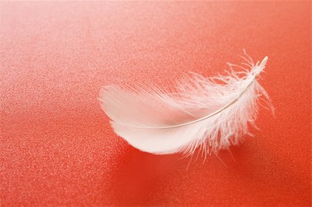 simsearch:400-05384812,k - One small white feather on red background Foto de stock - Royalty-Free Super Valor e Assinatura, Número: 400-04578486