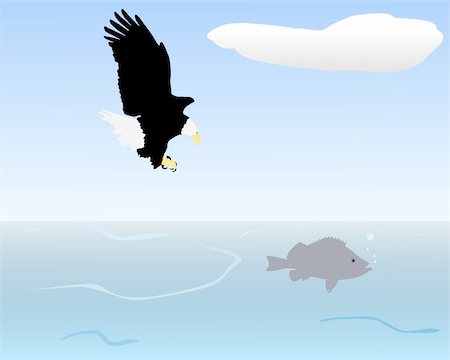 fish eagle - Bird of prey fishing Stock Photo - Budget Royalty-Free & Subscription, Code: 400-04578812