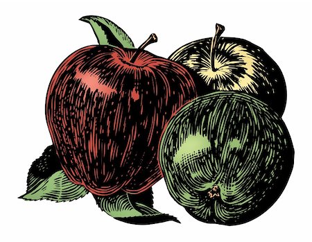 dorisrich (artist) - Vintage 1950s etched-style apple.  Detailed black and white from authentic hand-drawn scratchboard includes full colorization. Stock Photo - Budget Royalty-Free & Subscription, Code: 400-04579964