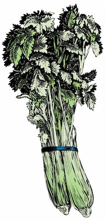 dorisrich (artist) - Vintage 1950s etched-style celery.  Detailed black and white from authentic hand-drawn scratchboard includes full colorization. Stock Photo - Budget Royalty-Free & Subscription, Code: 400-04579968