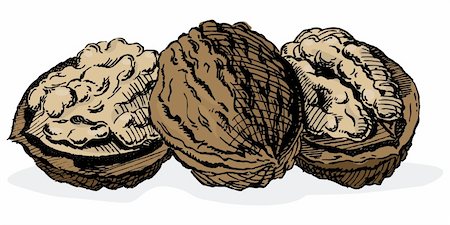 dorisrich (artist) - Vintage 1950s etched-style walnuts.  Detailed black and white from authentic hand-drawn scratchboard includes full colorization. Stock Photo - Budget Royalty-Free & Subscription, Code: 400-04579979